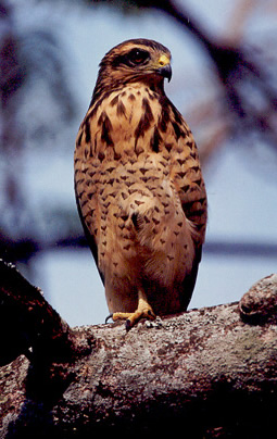 Gaviao Carijo